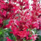 Agastache Heather Queen Seeds 20 semillas de jardín