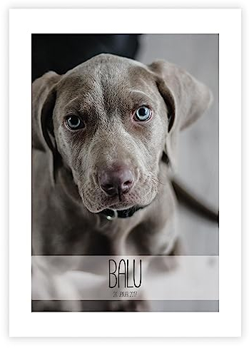 Personalisiertes Poster „Haustier” mit deinem Wunschmotiv, Hund, Katze & Co. Geschenk, Andenken, Erinnerung, Wanddeko, Frauchen, Herrchen