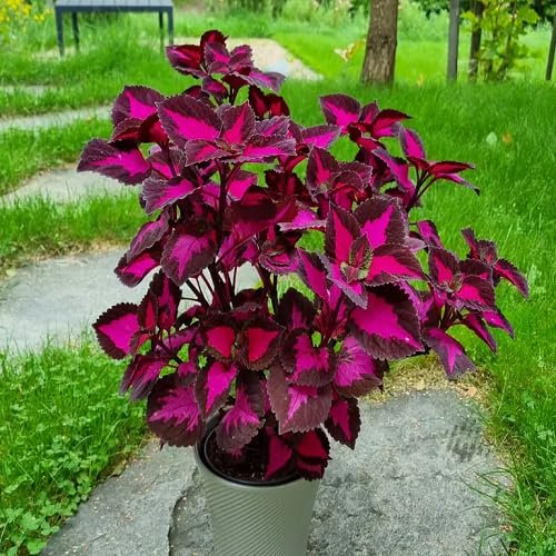 60 graines de plantes de coleus rose