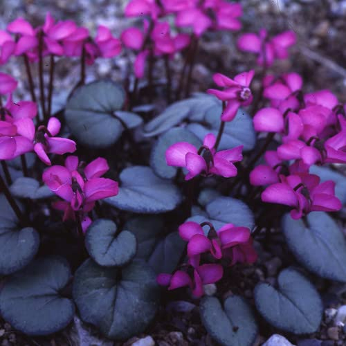 Plant World Seeds - Cyclamen Coum Seeds