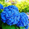 30 PC Hydrangea Samen, blaue Hortensie, China Hydrangea-Blumensamen, Bonsai Samen für Hausgarten-Anlagen Red