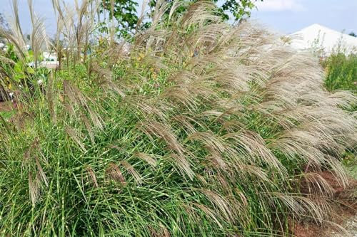 Miscanthus sinensis 'Little Zebra' 11x11 cm Topf – Winterhart, Mehrjährig, Pflegeleicht – Zebraschilf – Ziergras für Beet & Kübel