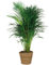 Bloomique - Dypsis Lutescens - Goldpalme - Areca - Palme - Zimmerpflanzen - Luftreinigend - Tierfreundlich - 100-110 cm Hoch - Rattan Korb 21 cm