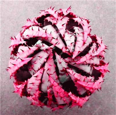 Fresco dei 50 piezas de suculentas Sementi Delle piante per la Semina Rosa