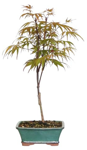 KENTIS - Bonsai Acer Palmatum Peve Dave - Acero Palmato - Pianta Vera da Esterno Ornamentale - H 32/42 cm Vaso in Ceramica 18 cm