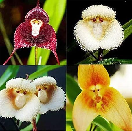 100 Stück gemischte Orchideenblütensamen mit Affengesicht