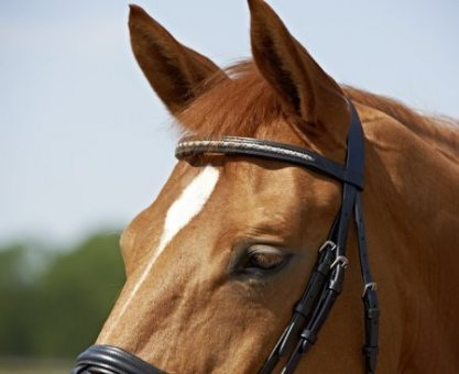 BUSSE Trense SINGLE, Pony, schwarz/geflochten-silber