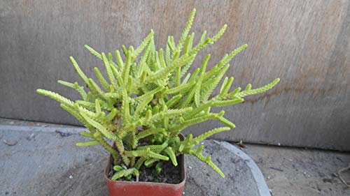 PLAT FIRM GERMINATIONSAMEN: Crassula Muscosa lycopodioides leben Sukkulente