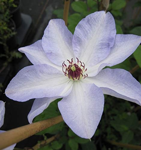 Clematis Ivan Olssen (60-100 cm) - Waldrebe/Klematis