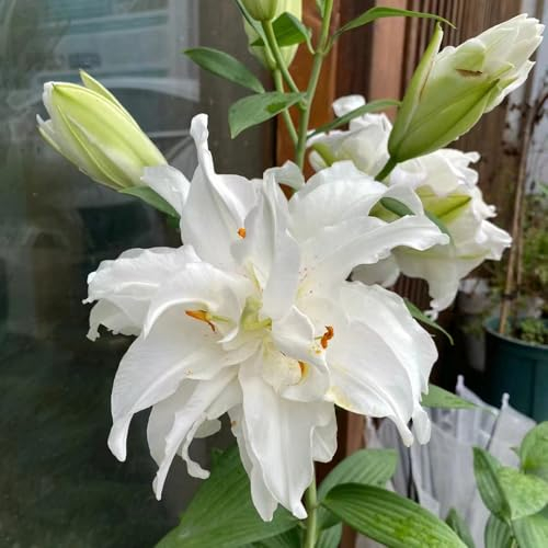 4 pcs baum lilien zwiebeln - garten blumen winterhart, lilie blumenwiese topfpflanzen stauden winterhart mehrjährig, winterharte pflanzen für garten, frühlingsblumen zwiebeln, blumenzwiebeln