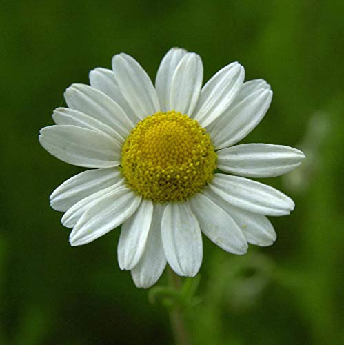 Römische Kamille - Chamaemelum nobile - lebende Gartenpflanze aus den Baumschulen