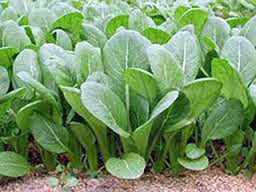 Hojas de mostaza semillas, Tendergreen, herencia, orgánico, no gmo, más de 25 semillas, verdes
