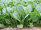 Hojas de mostaza semillas, Tendergreen, herencia, orgánico, no gmo, más de 25 semillas, verdes