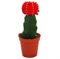 Exotenherz - Gymnocalycium mihanovichii - Erdbeerkaktus - rot - 5,5cm Topf