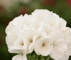 Just Seed - Flower - Geranium - Sprint White F2-10 Seed