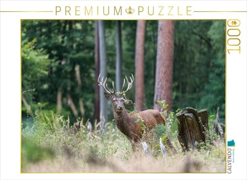 CALVENDO Puzzle Juli: Der Beihirsch reagiert Sich im Wald am Gebüsch ab. | 1000 Teile Lege-Größe 64 x 48 cm Foto-Puzzle für glückliche Stunden