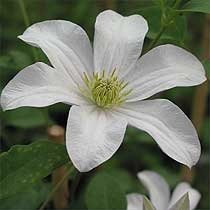 Clematis-Hybriden im Topf/Cont. 60 - 80 cm