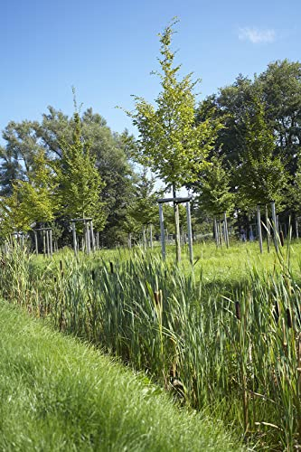 RSM-Rasensamen 7.3.1 Landschaftsrasen Feuchtlagen 10kg