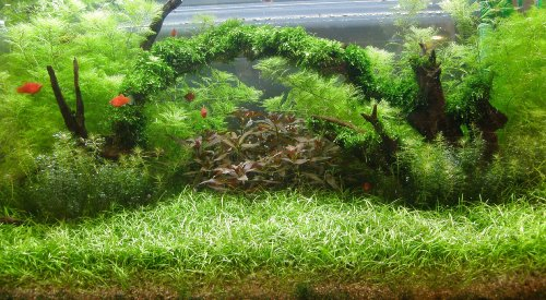 Mühlan - Bonsai-Nadelsimse/Eleocharis sp. 'Mini' von Mühlan Wasserpfanzen