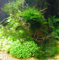 Wasserpflanzen 10 Bund ca 70 Aquariumpflanzen