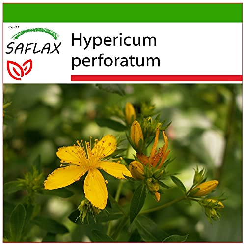 SAFLAX - Heilpflanzen - Johanniskraut - 300 Samen - Mit keimfreiem Anzuchtsubstrat - Hypericum perforatum