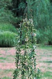 GAP GARDEN PRODUCTS - Solid Metal Black Garden Plant Support/obelisk The Large Classic Climbing Column/obelisk