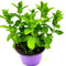 Marokkanische Tee Minze (Mentha-spicata) 1Pflanze