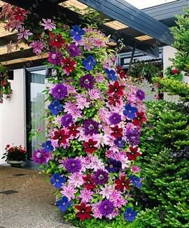 100 piezas / bolsa de semillas de Clematis flores clematis semillas de vid semillas de flores perennes plantas trepadoras Clematis bonsai maceta de plantas de jardín 4