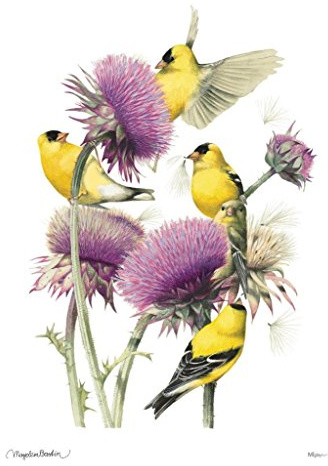 MIGHTYPRINT Marjolein Bastin - American Goldfinch – Durable 17” x 24 Wall Art – NOT Made of Paper – Officially Licensed Collectible MP17240393