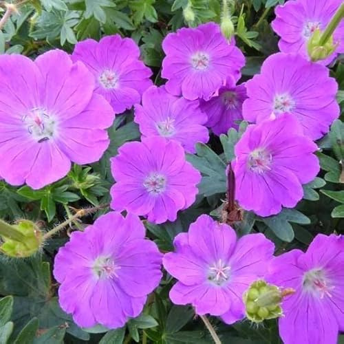 6x Géranium vivace sanguin 'Max Frei' - Geranium sanguineum ‘Max Frei’ - Godet 9x9cm