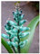 Lachenalia viridiflora – tuerkisfarbene Hyazinthe - 5 Samen
