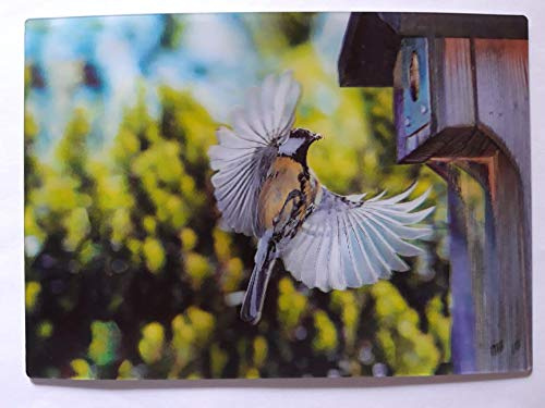 Schöning 3 D Ansichtskarte Kohlmeise, Postkarte Wackelkarte Hologrammkarte Vogel Vögel Meise