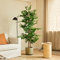 BLAINE | Ficus 150cm | Plantes Artificielles Interieur | Plantes Artificielles | Plante Artificielle Exterieur |Grande Plante Artificielle Interieur | Arbre Artificiel | Fausses Plantes