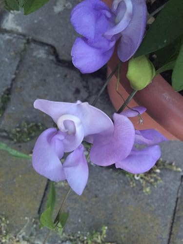 Vigna Caracalla Schneckenbohne sehr selten wunderschöne Blüten 3 Samen