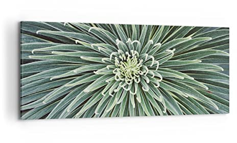 Wandbilder Dekoration Wohnzimmer Agave Grün Pflanze Panorama Bilder auf Leinwand 120x50cm Leinwandbild Schlafzimmer Küche Wand Kunstdruck Art Groß Wanddeko Bild Wall Decor Canvas AB120x50-4905