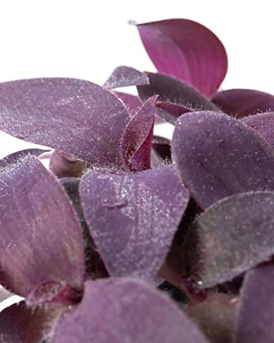 DECOALIVE Tradescantia Pallida Natural Planta Colgante de Interior o Exterior, 8435712016063