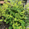 100 pcs Frauenmantel Pflanze Samen - kräuterbeet nachhaltige geschenke Alchemilla vulgaris - winterharte stauden mehrjährig blumensamen gastgeschenk heilpflanzen samen herbs saat winterharte