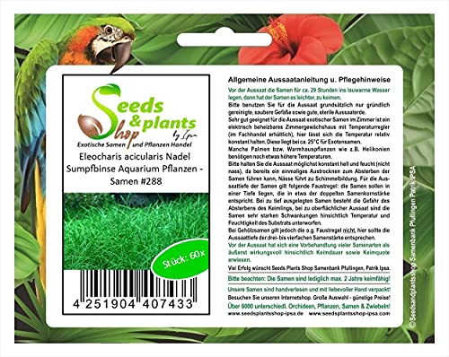 Stk - 60x Eleocharis acicularis k./ g. Nadel Sumpfbinse Aquarium Pflanzen - Samen A288 - Seeds & Plants Shop by Ipsa