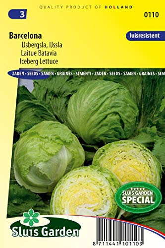 Lechuga Iceberg Barcelona Semillas