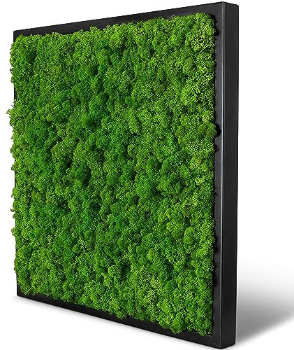Naturewalls Moosbild Islandmoos - Pflanzenbild Vollholz-Rahmen - XXL - Schwarz | 55 x 55 cm