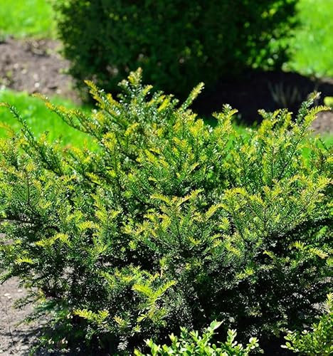 Heimische Eibe Grüne Kugel 25-30cm - Taxus baccata - Gartenpflanze