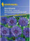 Centaurea cyanus Kornblume Blauer Junge blau gefüllt