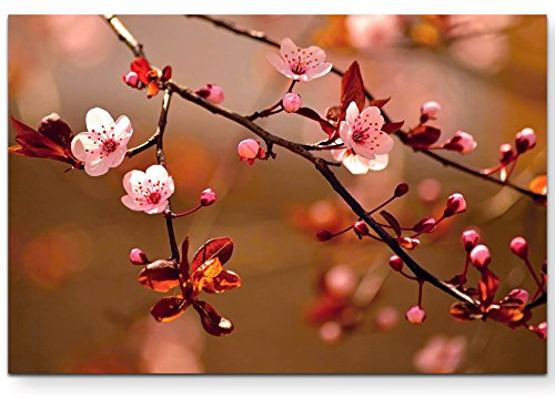 Naturfotografie – japanische Kirschblüten - Leinwandbild 120x80cm