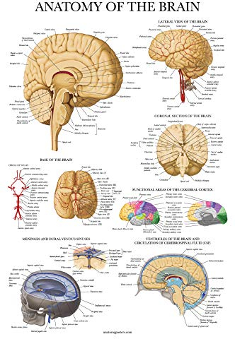 Palace Learning Brain Anatomy Poster – laminiert – Anatomisches Diagramm des menschlichen Gehirns