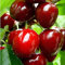 100 Piezas De Semillas De Cereza Para Plantar Frutas En Interiores Y Exteriores Con Piel Roja Brillante Color Especial Alto Valor Ornamental Para Principiantes En Jardinería