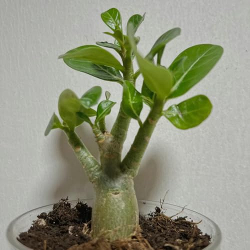 50 Pcs Affenbrotbaum Samen - Baobab Baum Kaufen Samen Indoor Plants, Stauden Winterhart Mehrjährig (Adansonia Digitata) Balkonpflanzen Winterhart Planzen Bonsai Tree Bäume Pflanzen,