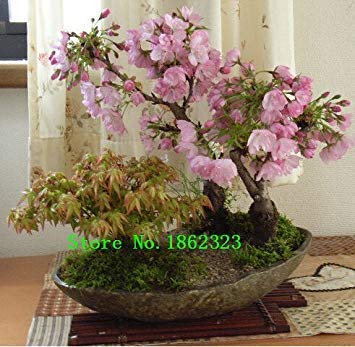 10 / bag of olive tree (Olea europaea) seeds, mini olive tree, olive fresh exotic : Seeds Only