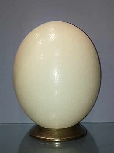 œuf d'autruche naturel