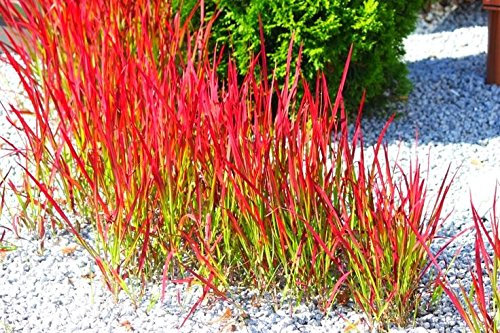 300Seeds GIAPPONESE SANGUE prato ornamentale erbe SEMENZALI PROFONDO ROSSO DI COLORE