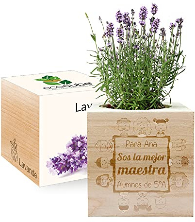 Amikado - EcoCube Grabado Gracias Maestra - Plantas en Cubo de Madera - 100% Ecológico - Idea de Regalo sostenible - (Lavanda)